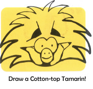 Draw a Cotton-top Tamarin!
