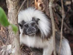 TITI TIDBITS: How Long Can a Cotton-top Tamarin Live?