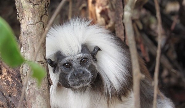 TITI TIDBITS: How Long Can a Cotton-top Tamarin Live?