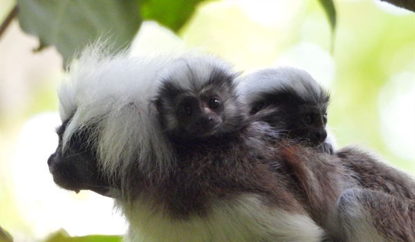 TamarANNE Tuesday: Welcoming New Additions to the Family!