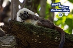 Happy National Zoo Lovers Day!