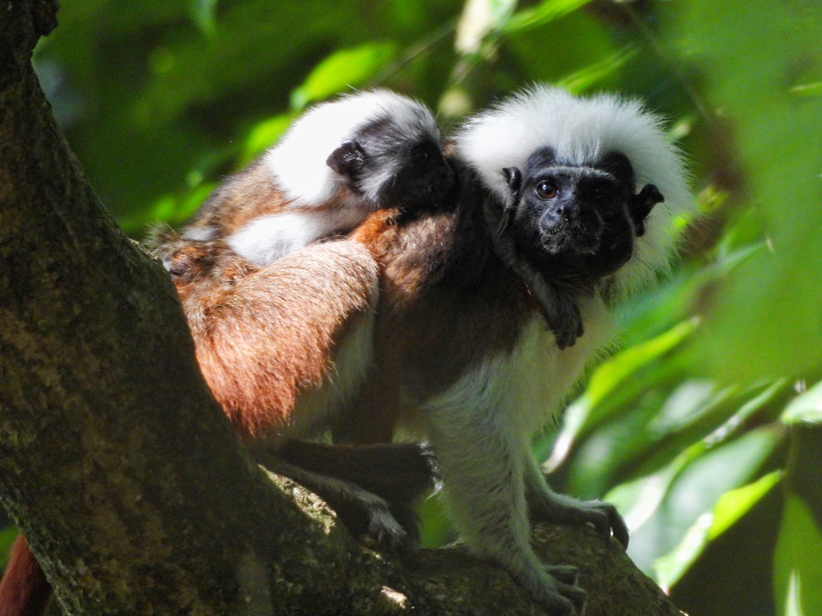 TITI TIDBITS: Tiny Signs of Hope in Restored Forests