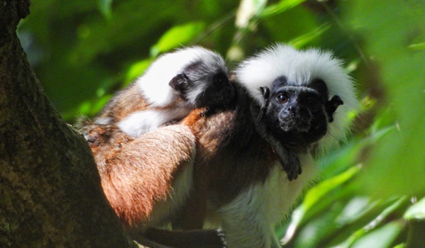 TITI TIDBITS: Pequeñas señales de esperanza en los bosques restaurados