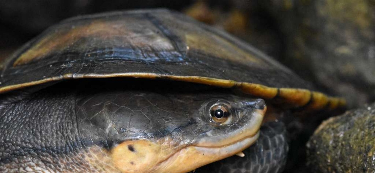 TamarANNE Tuesday: The Forgotten Turtle That Found a Home in the Forest