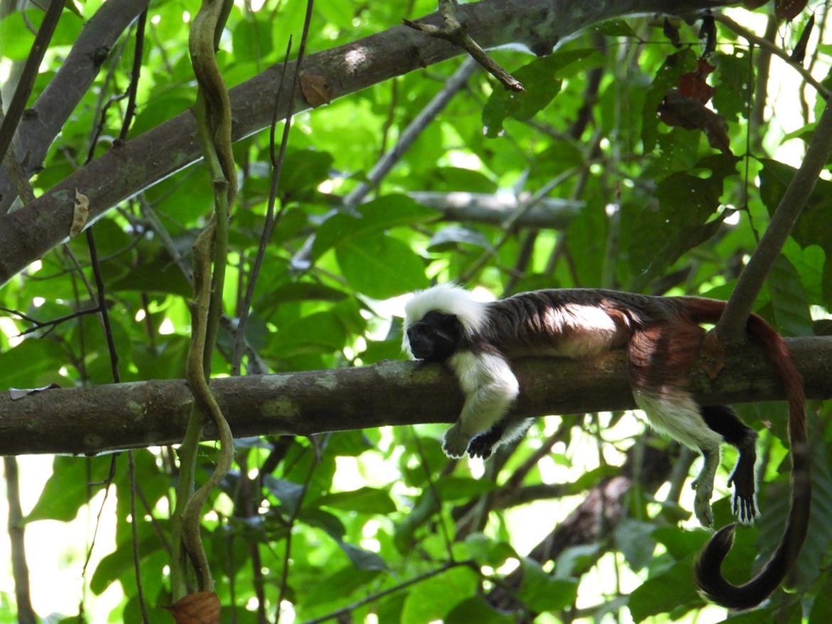 TamarANNE Tuesday: Is it getting hotter? The cotton-top tamarins are feeling it too.