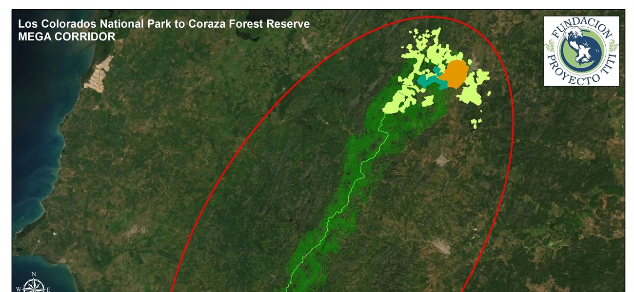TamarANNE Tuesday: Building the Mega Corridor — Connecting Forests, Wildlife, and Communities