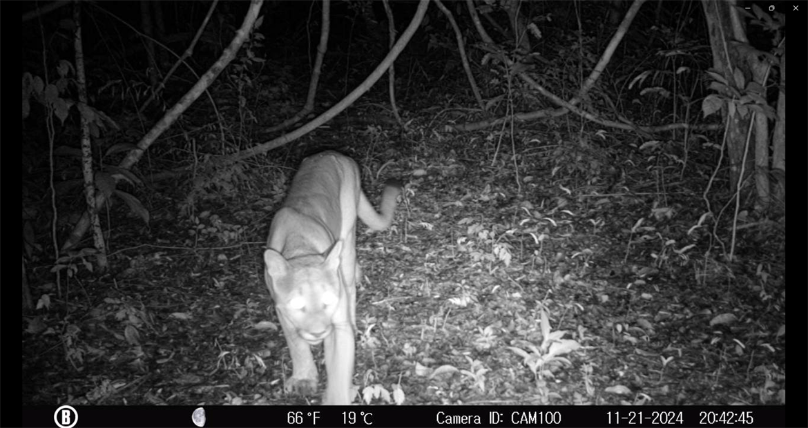 TITI TIDBITS: When Forests Return, Wildlife Returns—And So Do New Opportunities