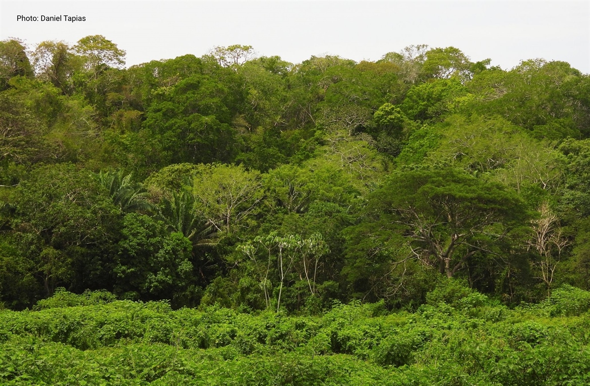 TamarANNE Tuesday - From Pasture to Forest: How We Restore a Home for Cotton-top Tamarins