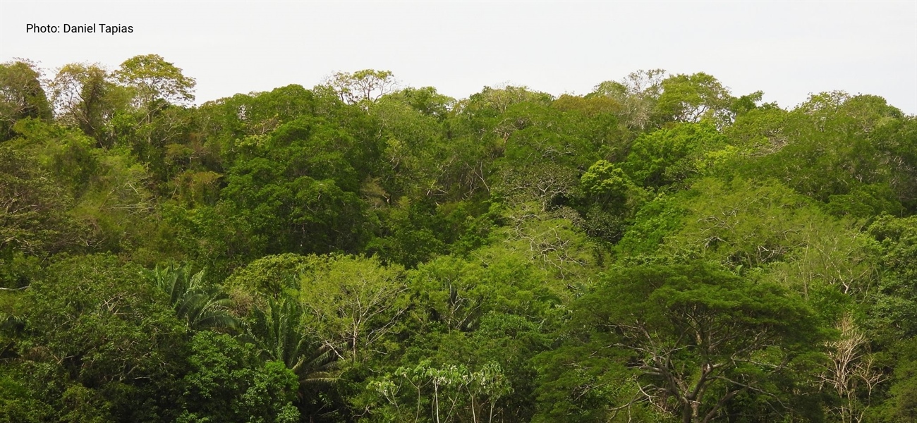 TamarANNE Tuesday - From Pasture to Forest: How We Restore a Home for Cotton-top Tamarins
