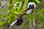 TamarANNE Tuesday: A Day in the Life of a Cotton-top Tamarin