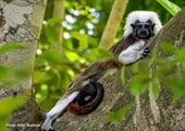 TamarANNE Tuesday: A Day in the Life of a Cotton-top Tamarin