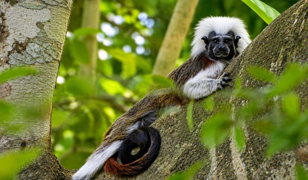 TamarANNE Tuesday: A Day in the Life of a Cotton-top Tamarin