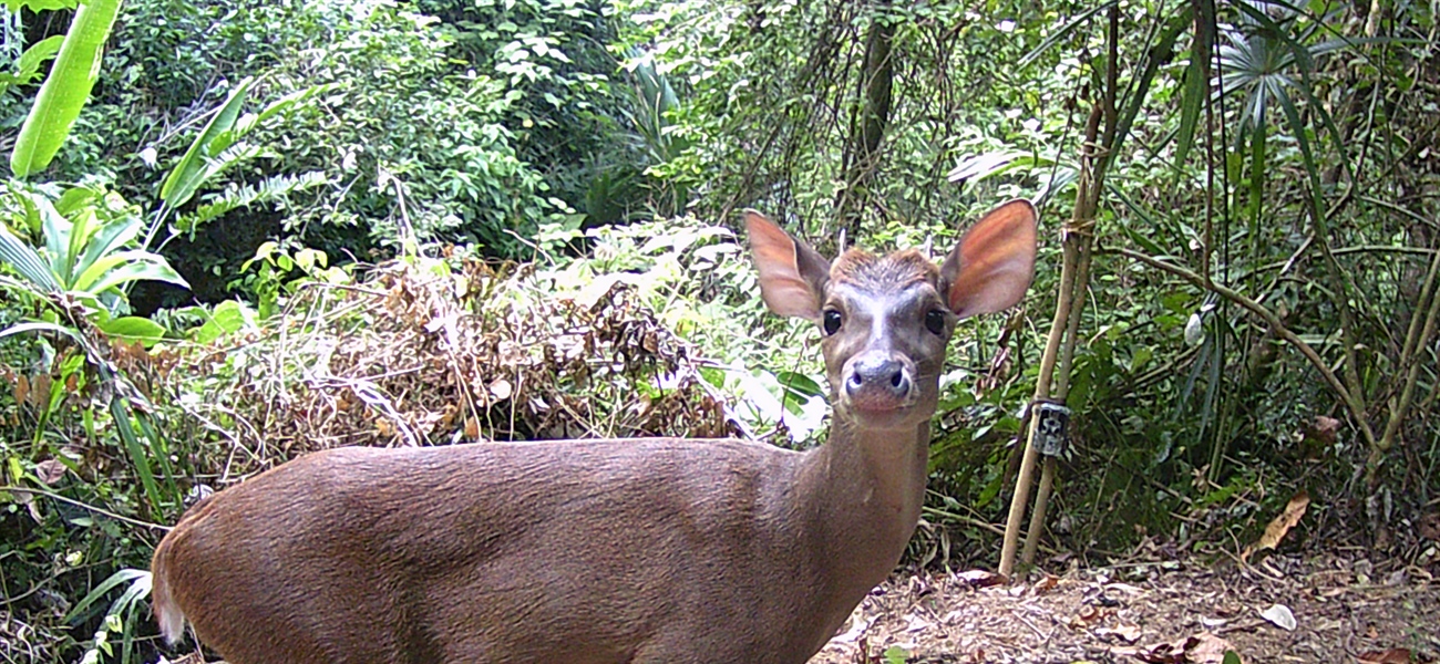 TamarAnne Tuesday: Learning to Walk the Forest Alone