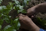 TITI TIDBITS - Growing a Forest: Los Tities de San Juan Forest Reserve, The Perfect Neighbor for a National Park