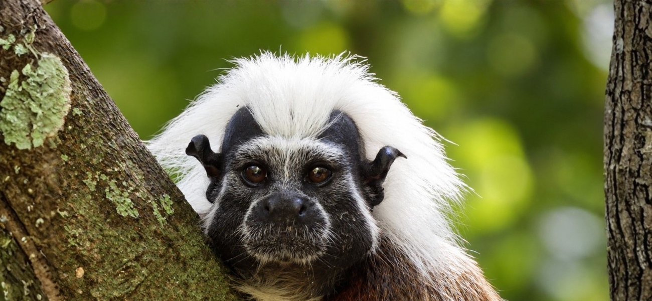 TamarANNE Tuesday: Family Ties, New Beginnings, and the Changing Social Lives of Cotton-Top Tamarins
