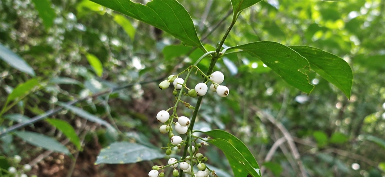 TamarANNE Tuesday: What's on the Menu? Two New Discoveries in the Cotton-Top Tamarin Diet!