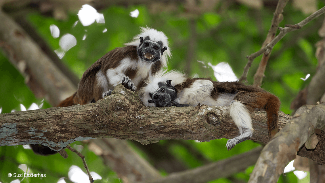 Cotton-top tamarin Grooming Invite Photo Credit Suzi-Eszterhas