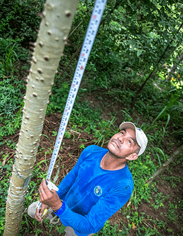 Photo Credit Daniël Nelson German Measuring a Tree