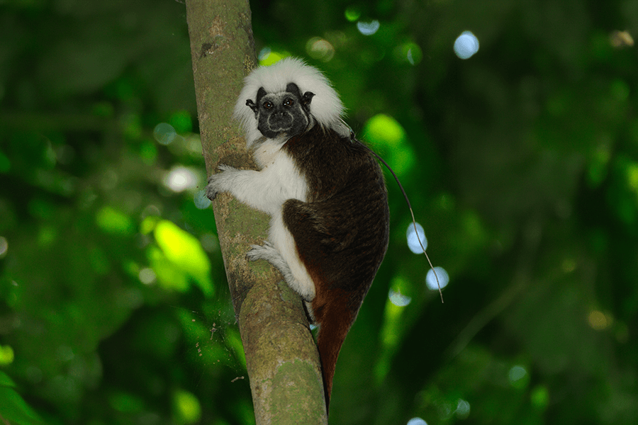 In tree with transmitter