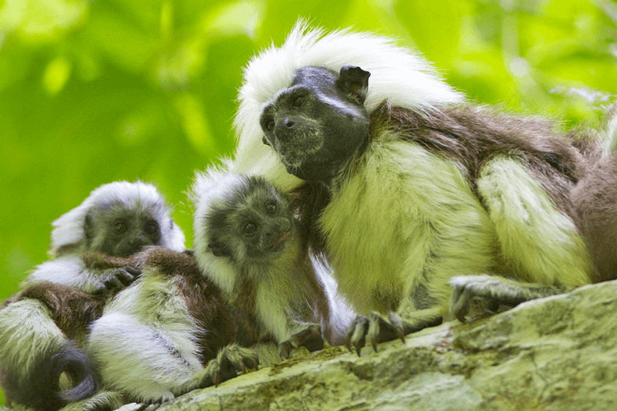 PT Cotton top tamarin babies Proyecto Titi Joao Marcos Rosa