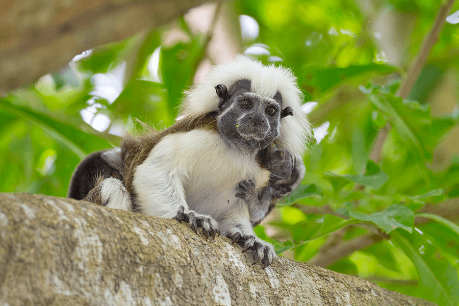 PT Cotton-top tamarin babies Proyecto Titi Suzi Eszterhas