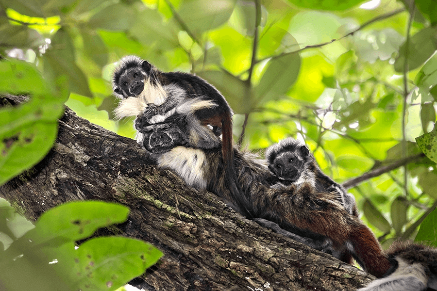 Cotton top tamarin with babies Suzi Eszterhas