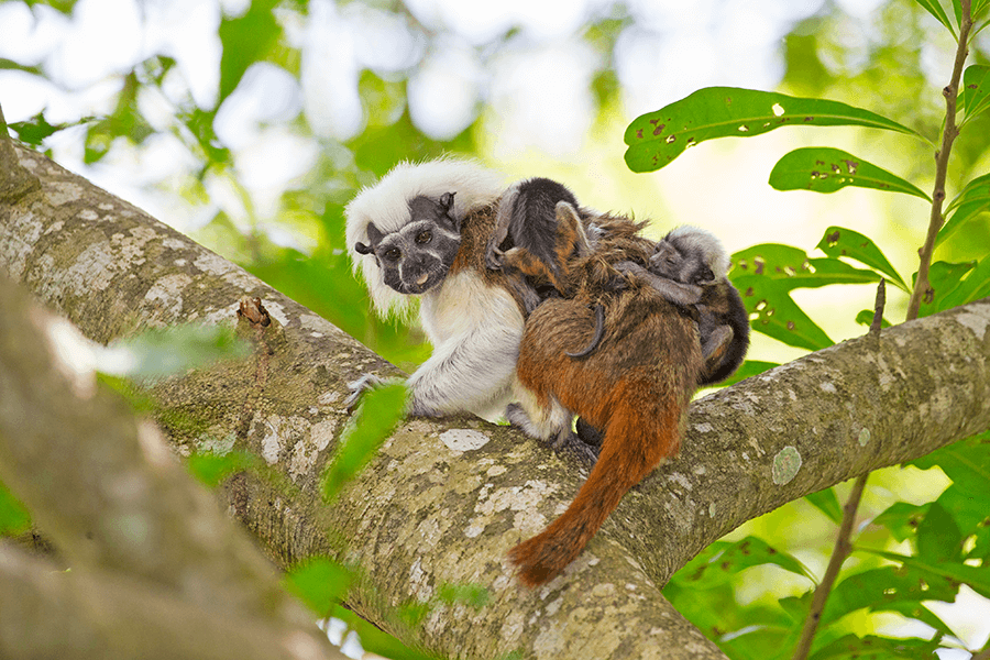 Cotton top tamarin with twin babies Suzi Eszterhas