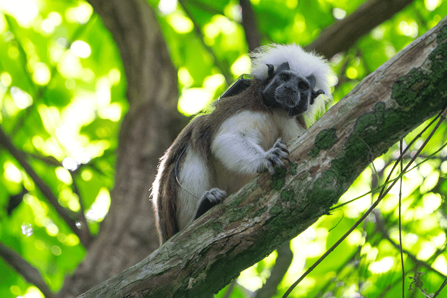 Cotton top tamarin with tracking