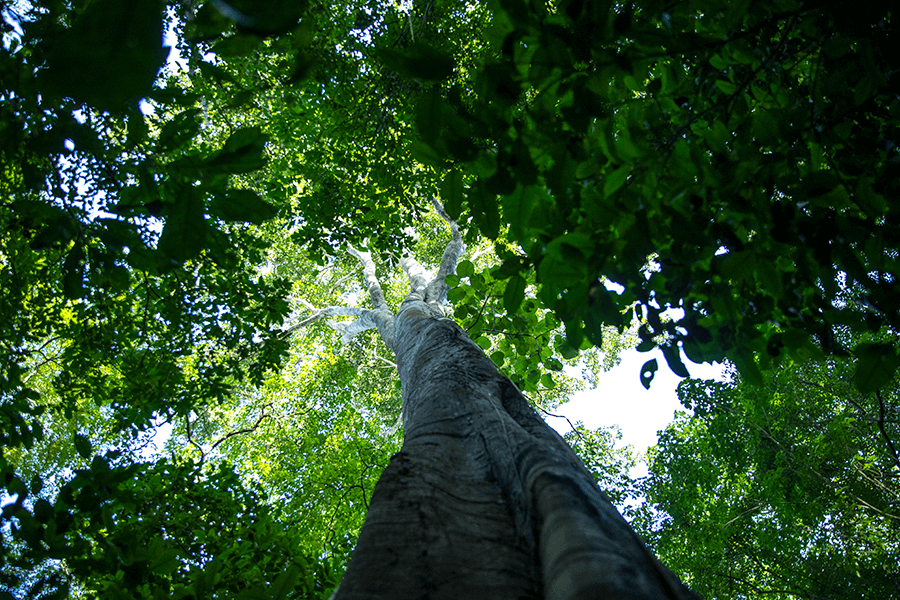 Cotton-top tamarin forest