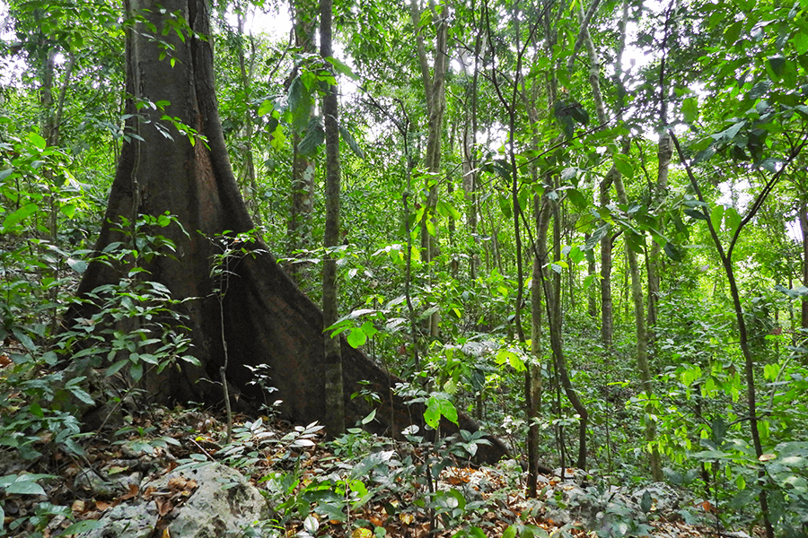 BOSQUE SECO TROPICAL