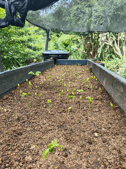 Seguimiento A Viveros