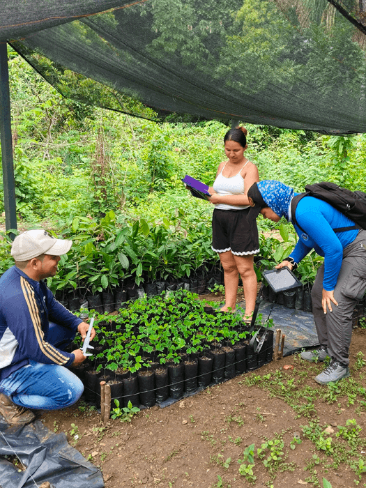 Seguimiento A Viveros