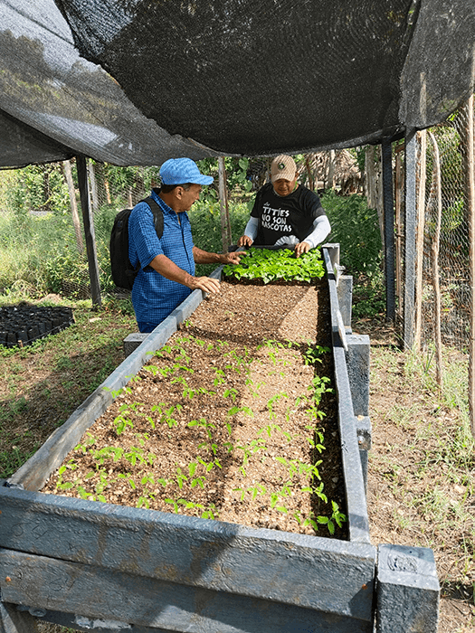 Seguimiento A Viveros