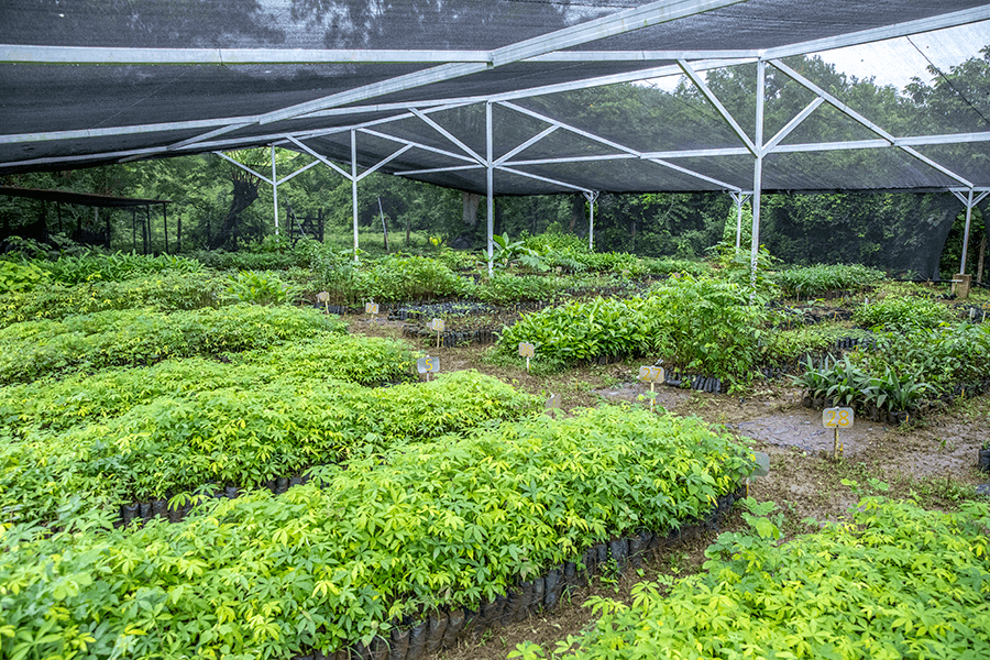 Cotton-top tamarin forest
