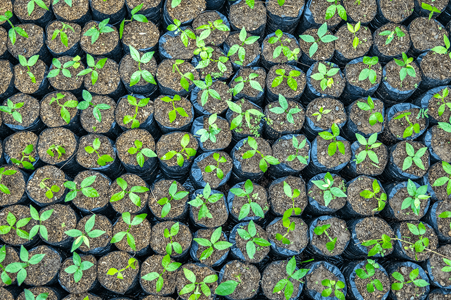 Cotton-top tamarin forest