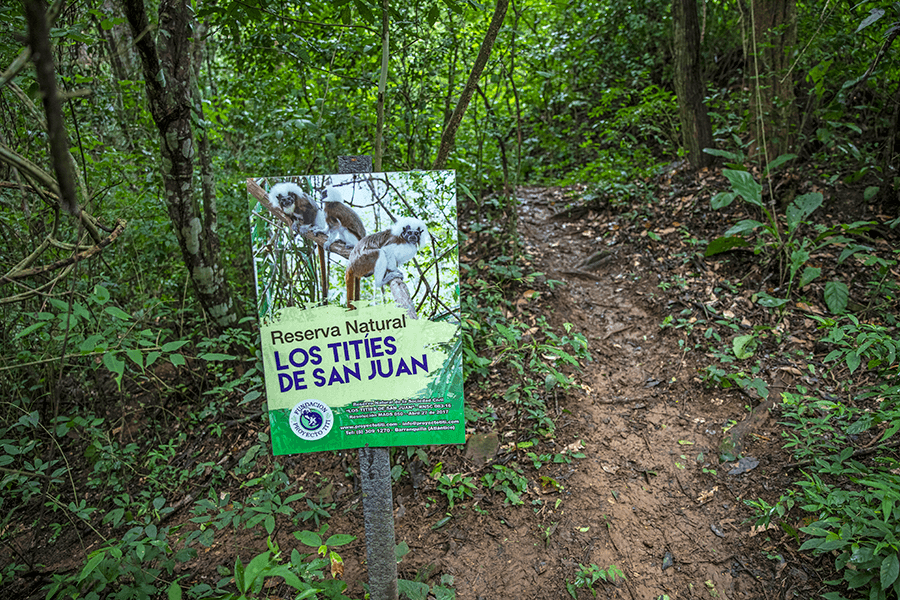 Cotton-top tamarin forest