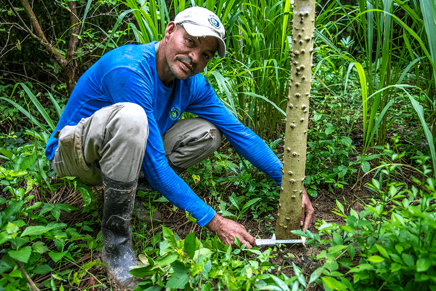 Cotton-top tamarin forest