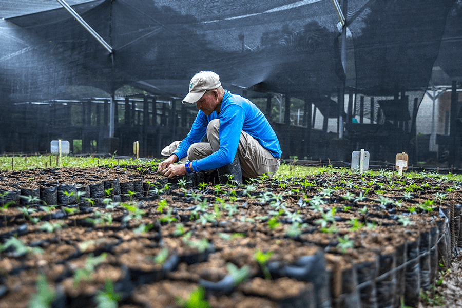 Cotton-top tamarin forest
