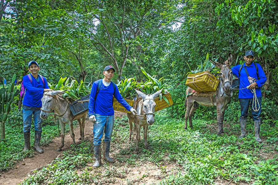 Cotton-top tamarin forest
