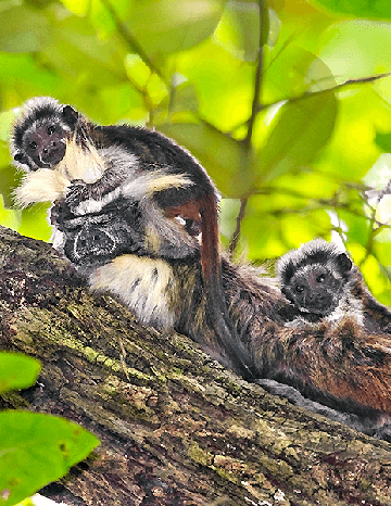 Cotton-top tamarin with babies Suzi Eszterhas