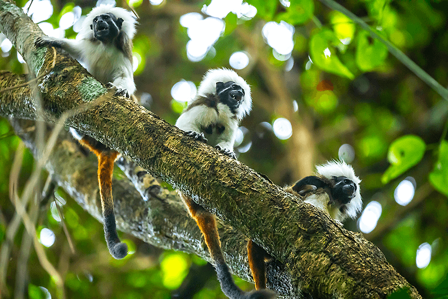 Photo credit Daniel Nelson Cotton-top tamarins Family